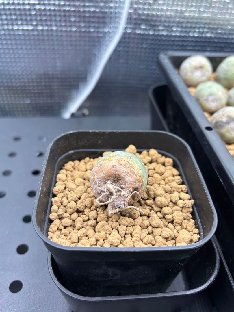 ゲオメトリクス　29個