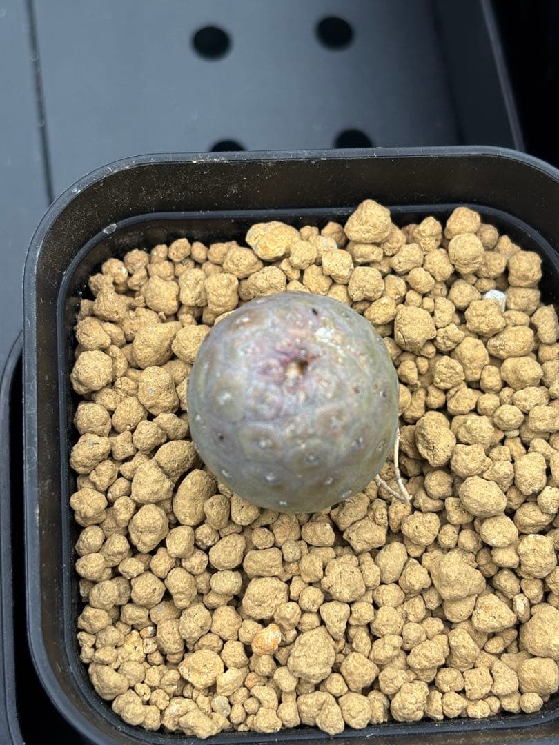 ゲオメトリクス　29個