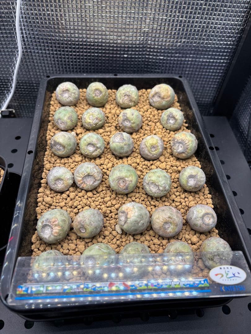 ゲオメトリクス　29個