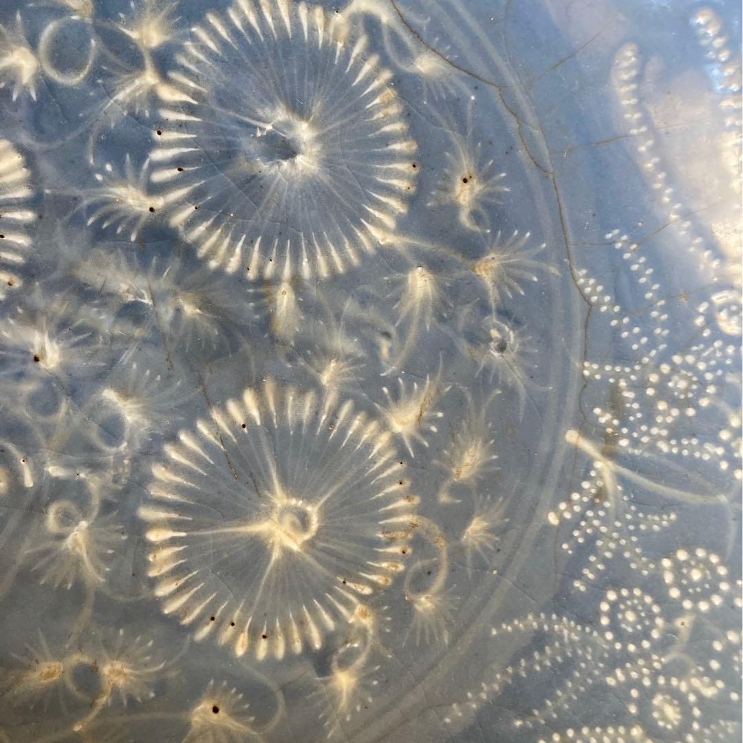 大皿 飾り皿 明治時代 38.5cm