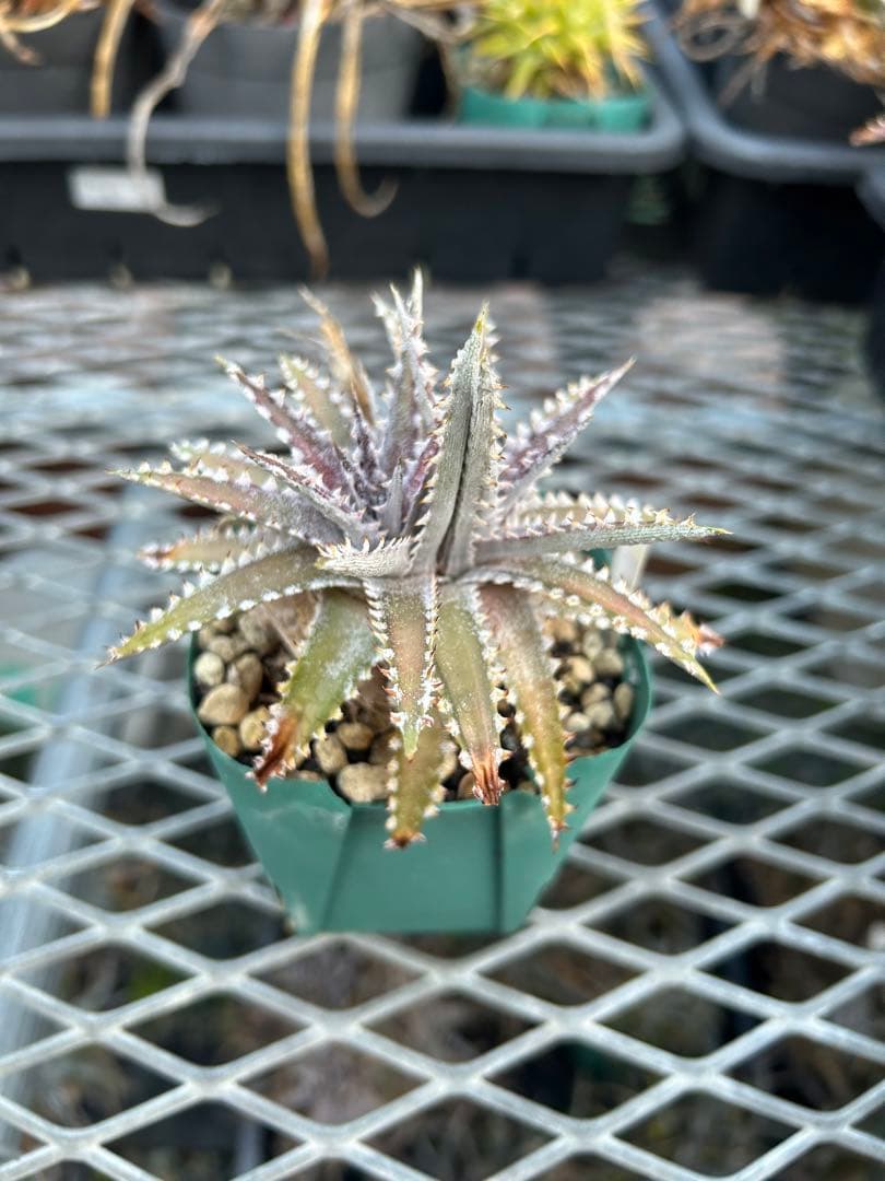 DBディッキア Dyckia Bill Baker hybrid #226 - メルカリ