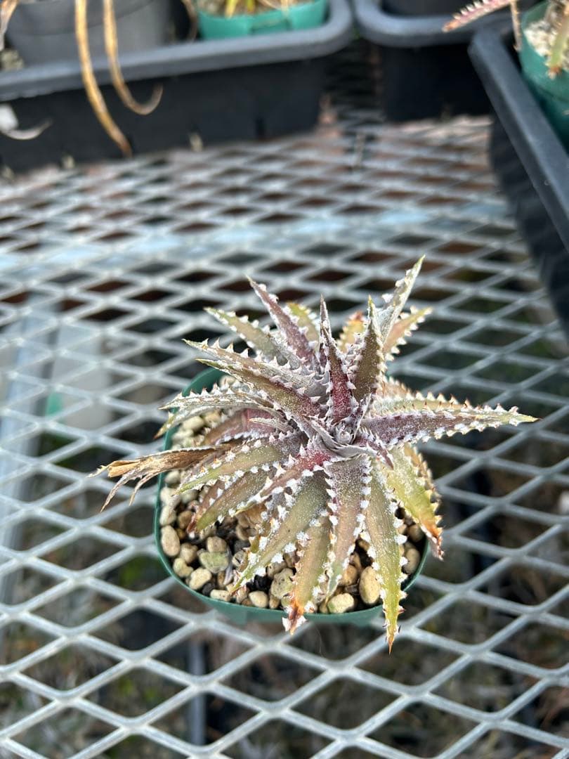 DBディッキア Dyckia Bill Baker hybrid #226 - メルカリ
