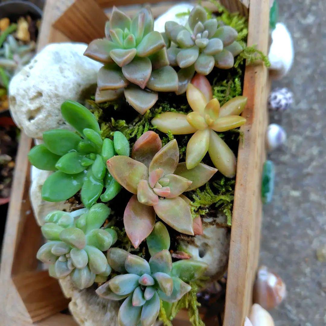 多肉植物セット （抜き苗） - メルカリ