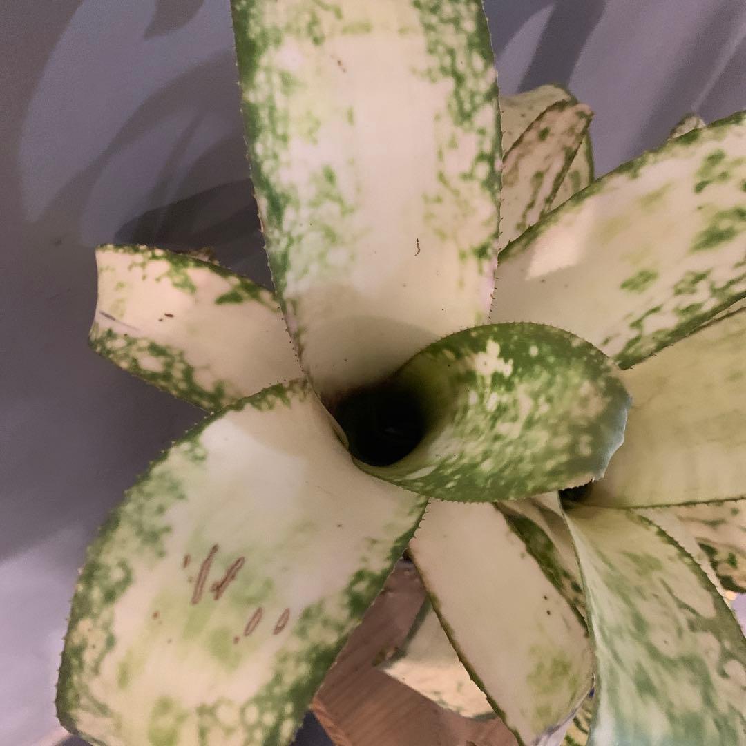 ビルベルギア ストロベリー 子株付き 2 2 子株付き ストロベリー