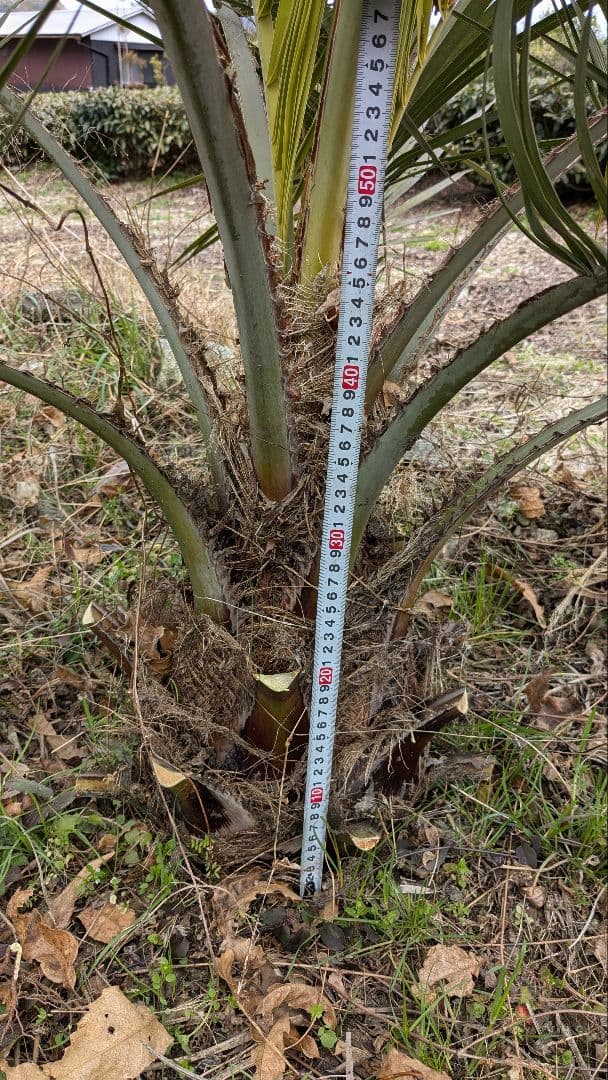 ココスヤシ　大苗　活性済