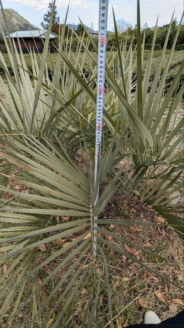 ココスヤシ　大苗　活性済