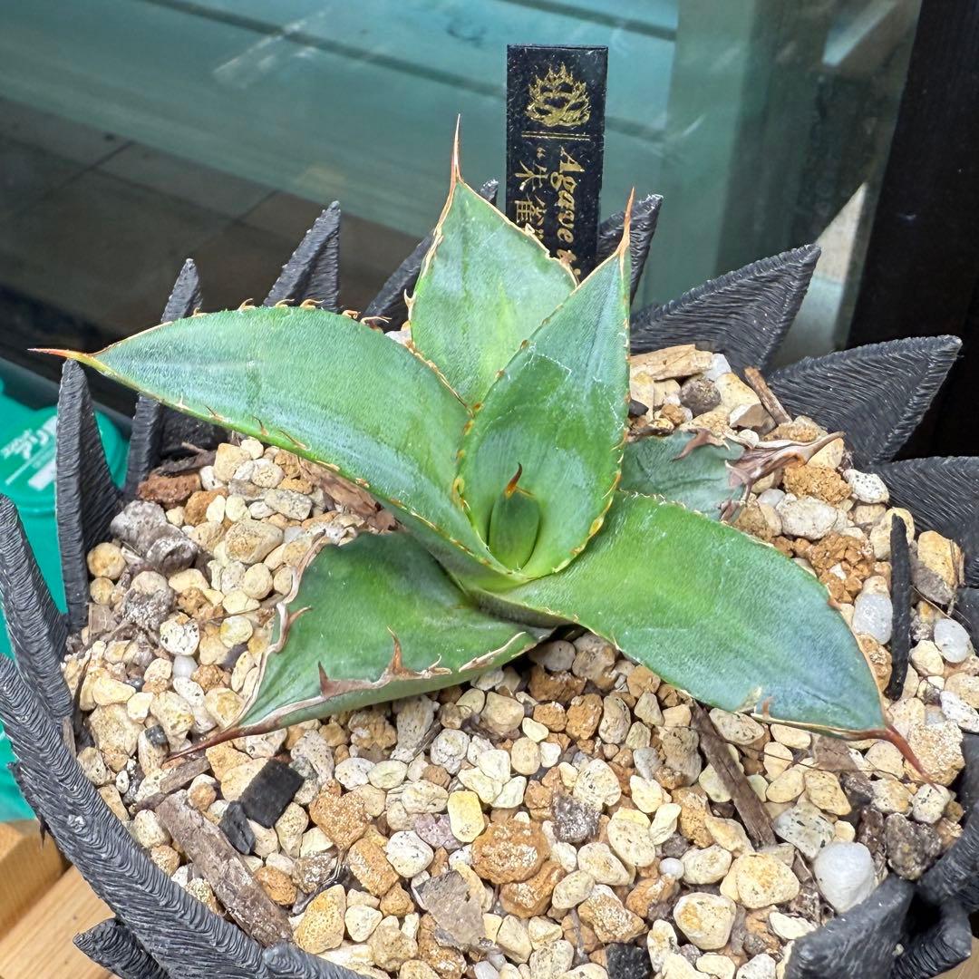 超希少台湾最高峰ナーセリーベルリン産アガベチタノタ⭐️朱雀⭐️めちゃ元気！美苗発根済