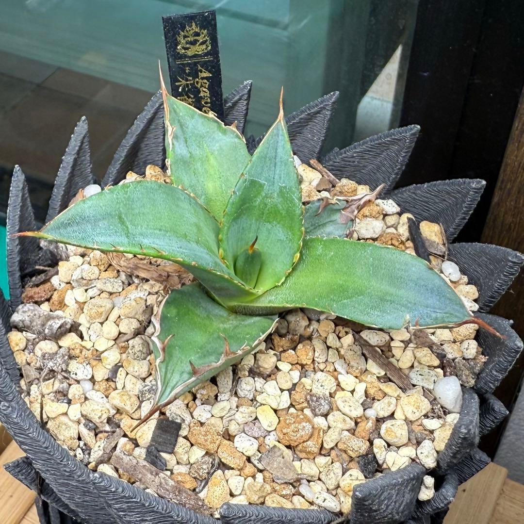 超希少台湾最高峰ナーセリーベルリン産アガベチタノタ⭐️朱雀⭐️めちゃ元気！美苗発根済