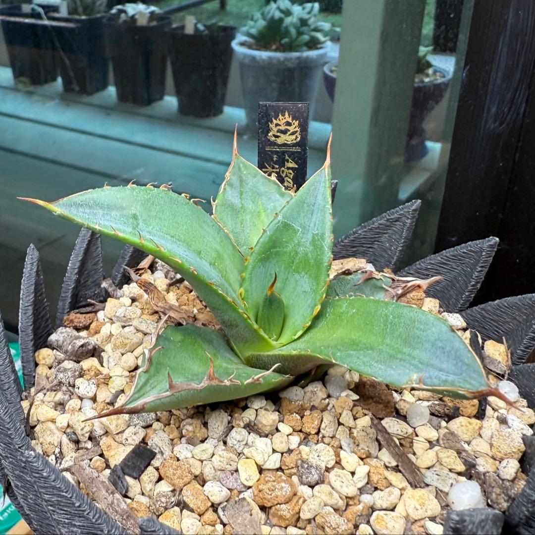 超希少台湾最高峰ナーセリーベルリン産アガベチタノタ⭐️朱雀⭐️めちゃ元気！美苗発根済
