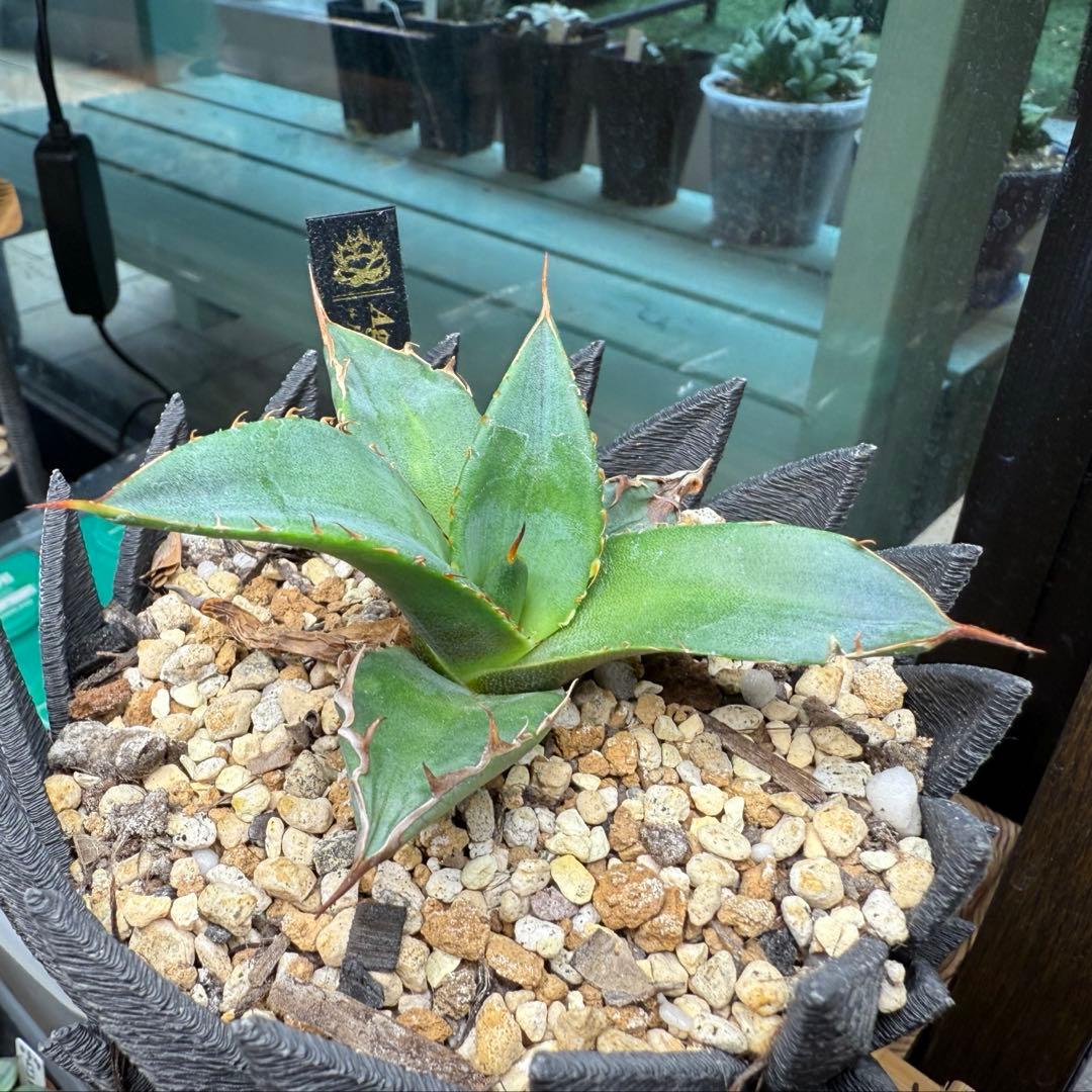 超希少台湾最高峰ナーセリーベルリン産アガベチタノタ⭐️朱雀⭐️めちゃ元気！美苗発根済