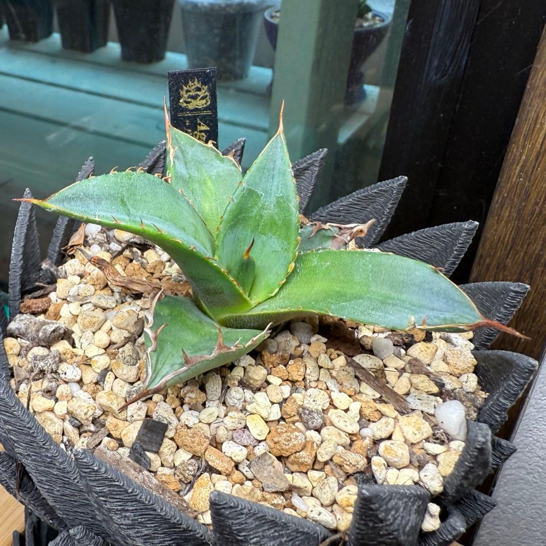 超希少台湾最高峰ナーセリーベルリン産アガベチタノタ⭐️朱雀⭐️めちゃ元気！美苗発根済