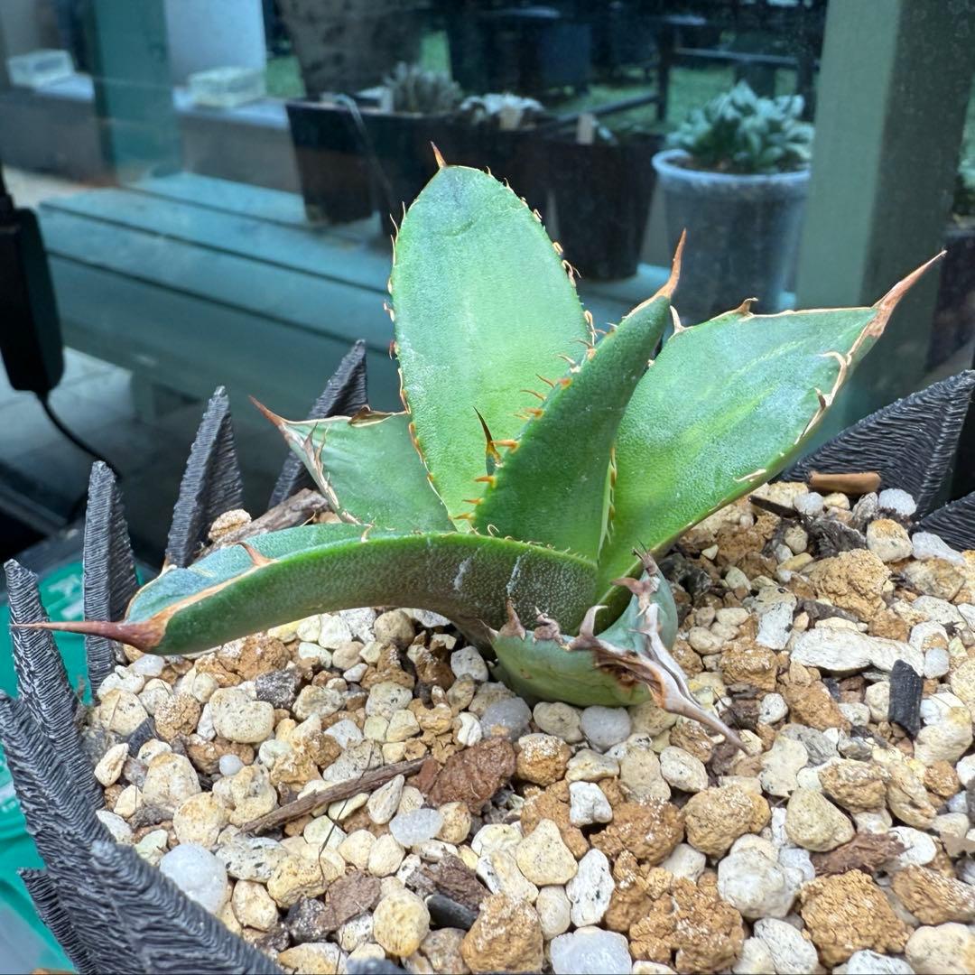 超希少台湾最高峰ナーセリーベルリン産アガベチタノタ⭐️朱雀⭐️めちゃ元気！美苗発根済