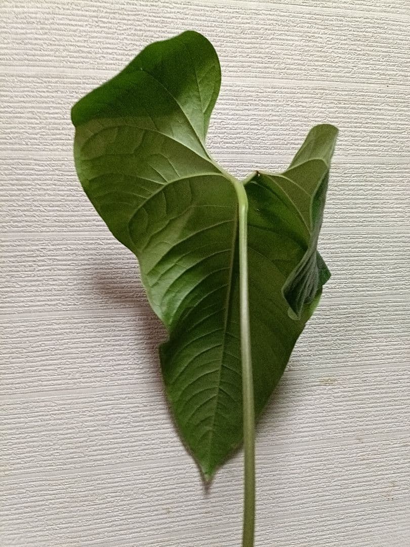 Anthurium Ivanportillae アンスリウムイヴァンポルティラエ