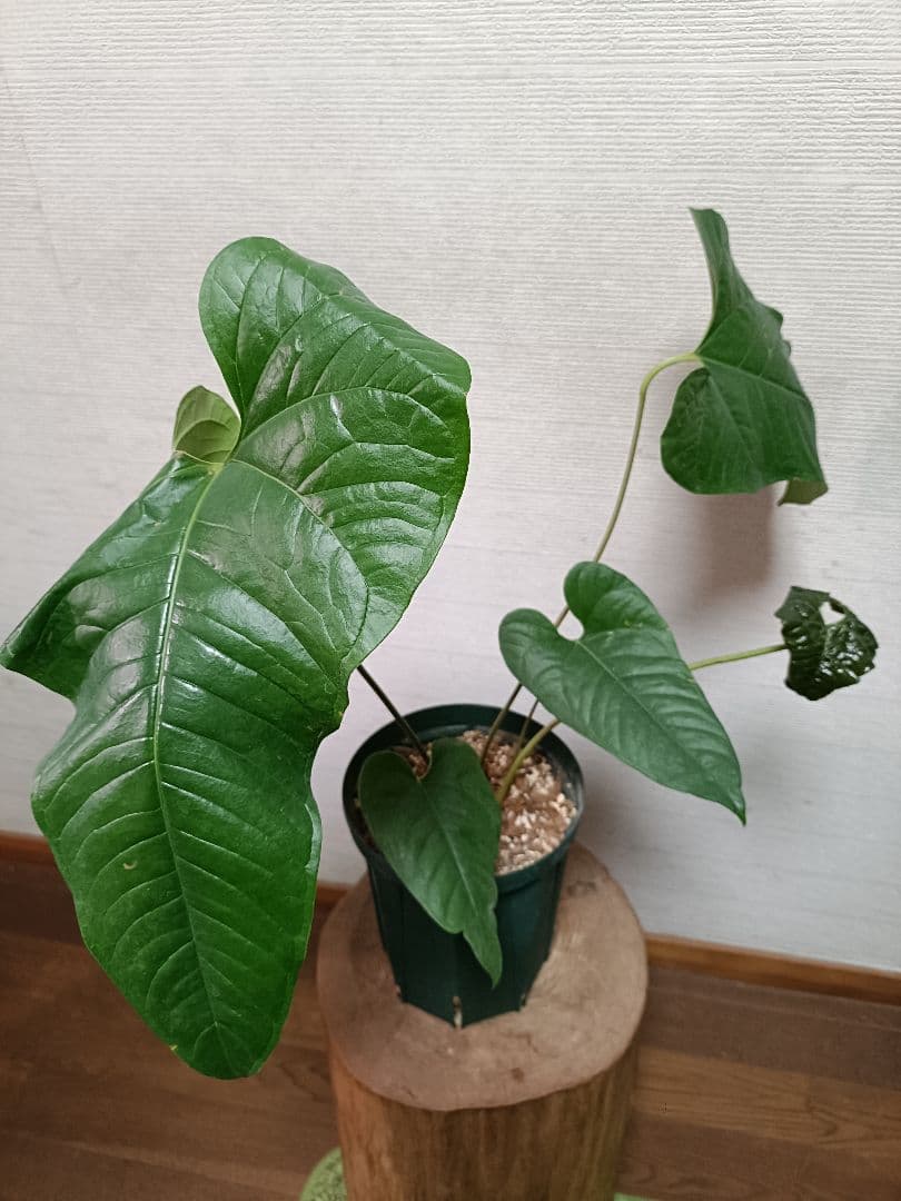 Anthurium Ivanportillae アンスリウムイヴァンポルティラエ