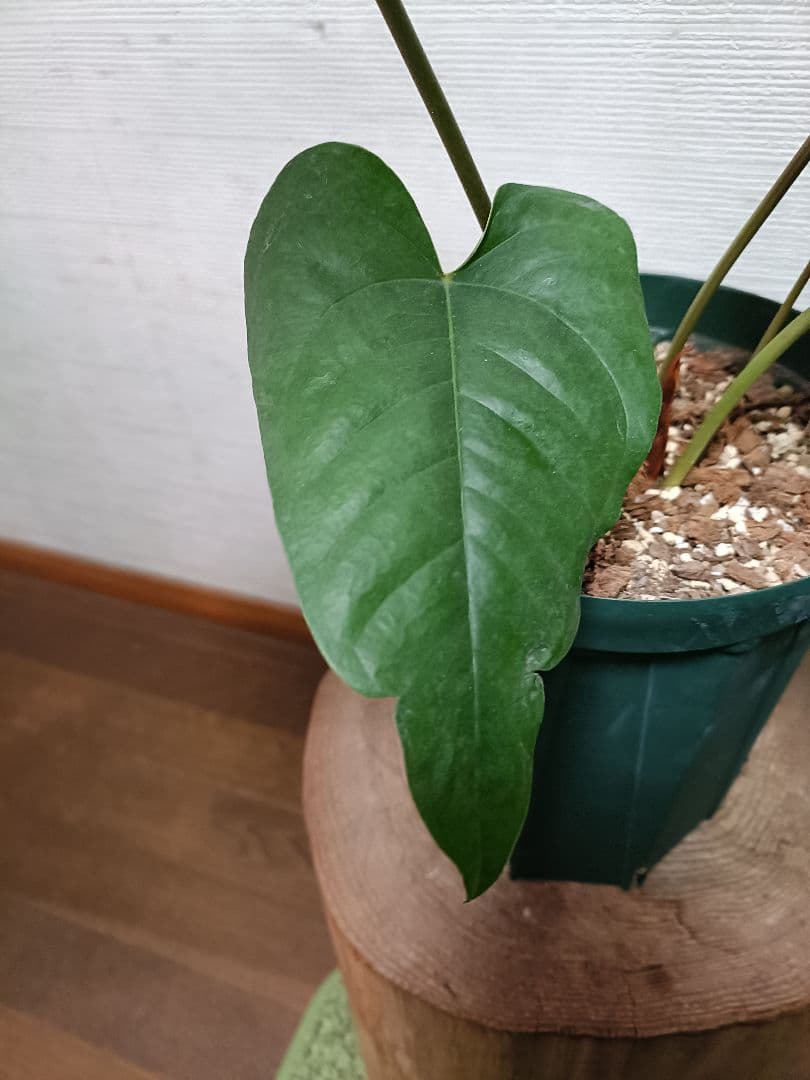 Anthurium Ivanportillae アンスリウムイヴァンポルティラエ