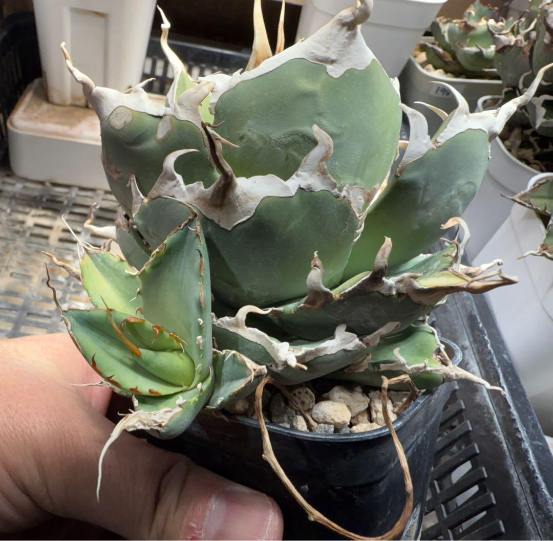 -Original-陽炎オテロイ実生 脇芽 / アガベ チタノタ