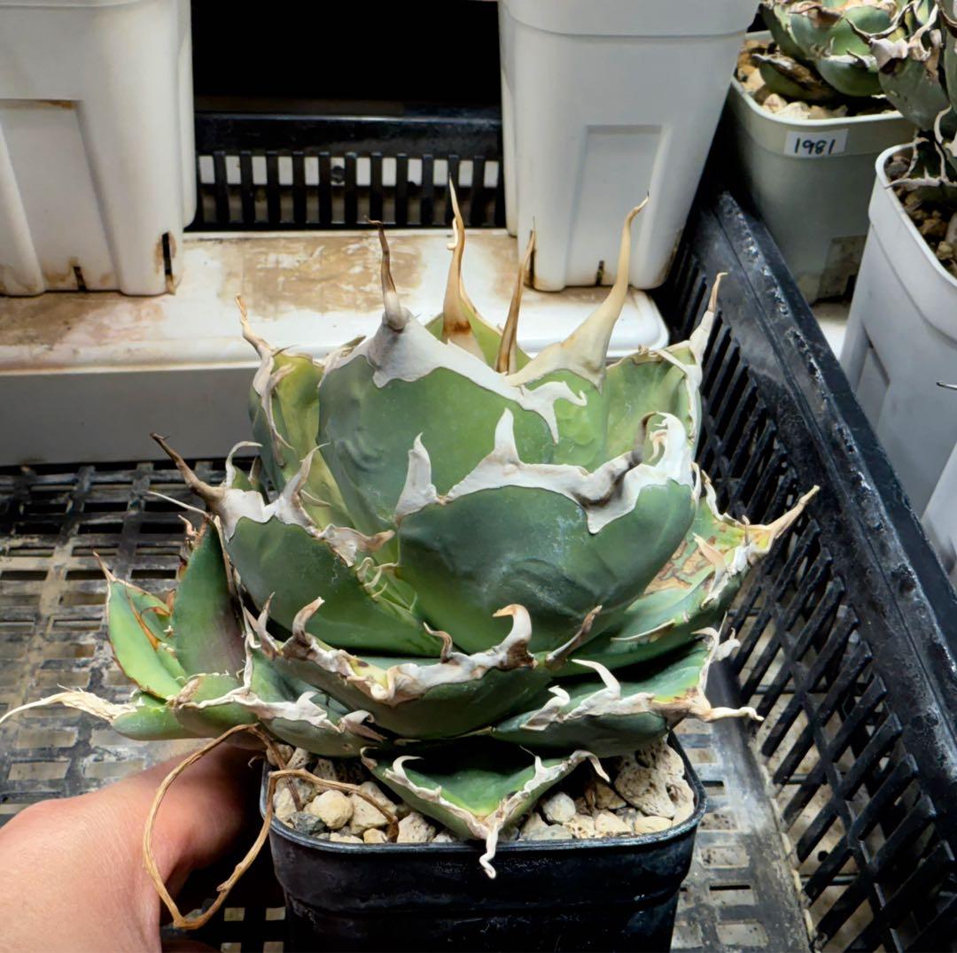 -Original-陽炎オテロイ実生 脇芽 / アガベ チタノタ