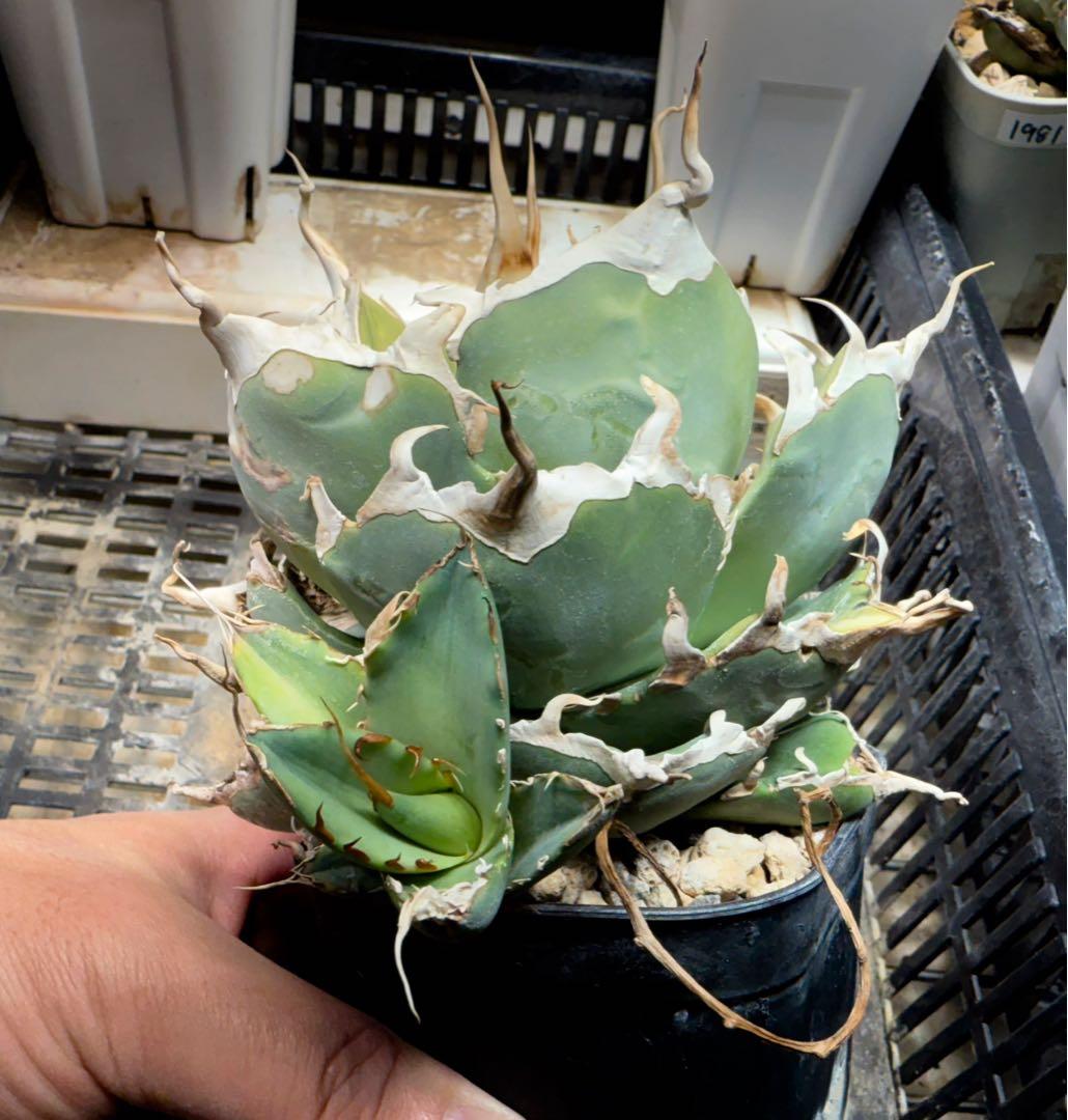 -Original-陽炎オテロイ実生 脇芽 / アガベ チタノタ