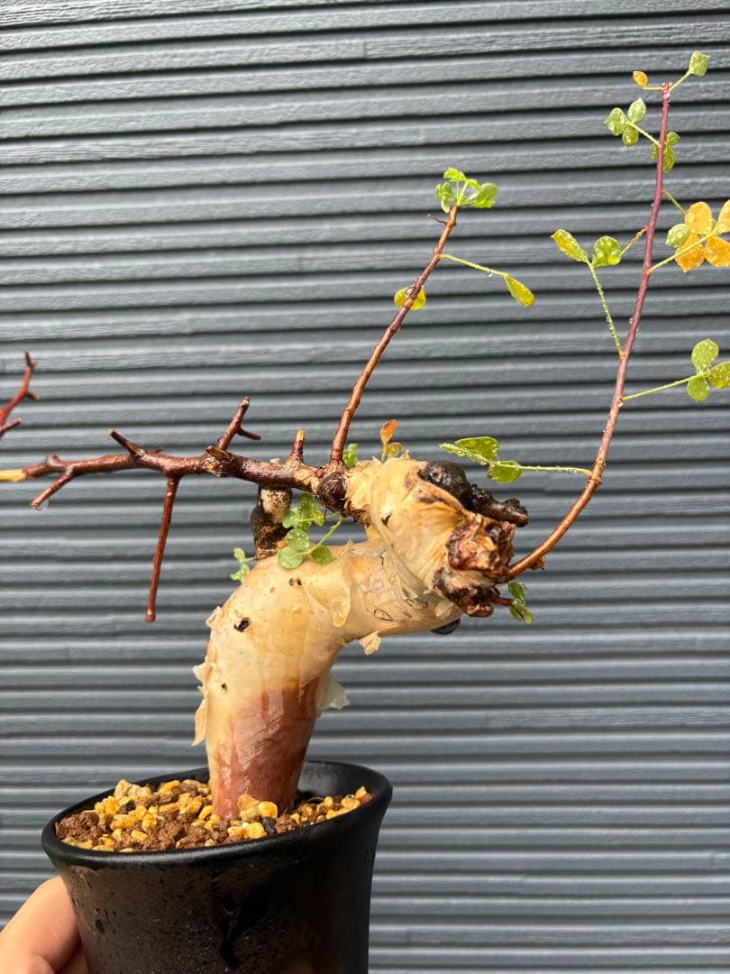 【希少】コミフォラ カタフ ピュア 【ソマリア産】