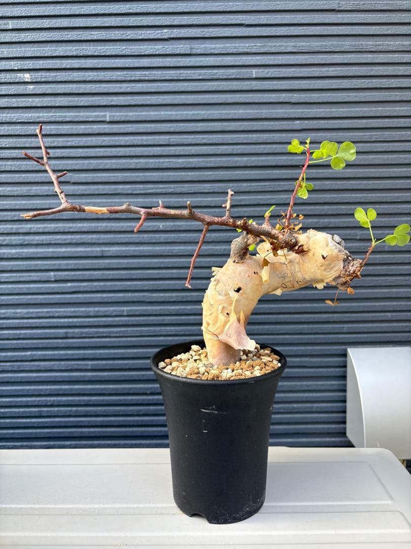 【希少】コミフォラ カタフ ピュア 【ソマリア産】