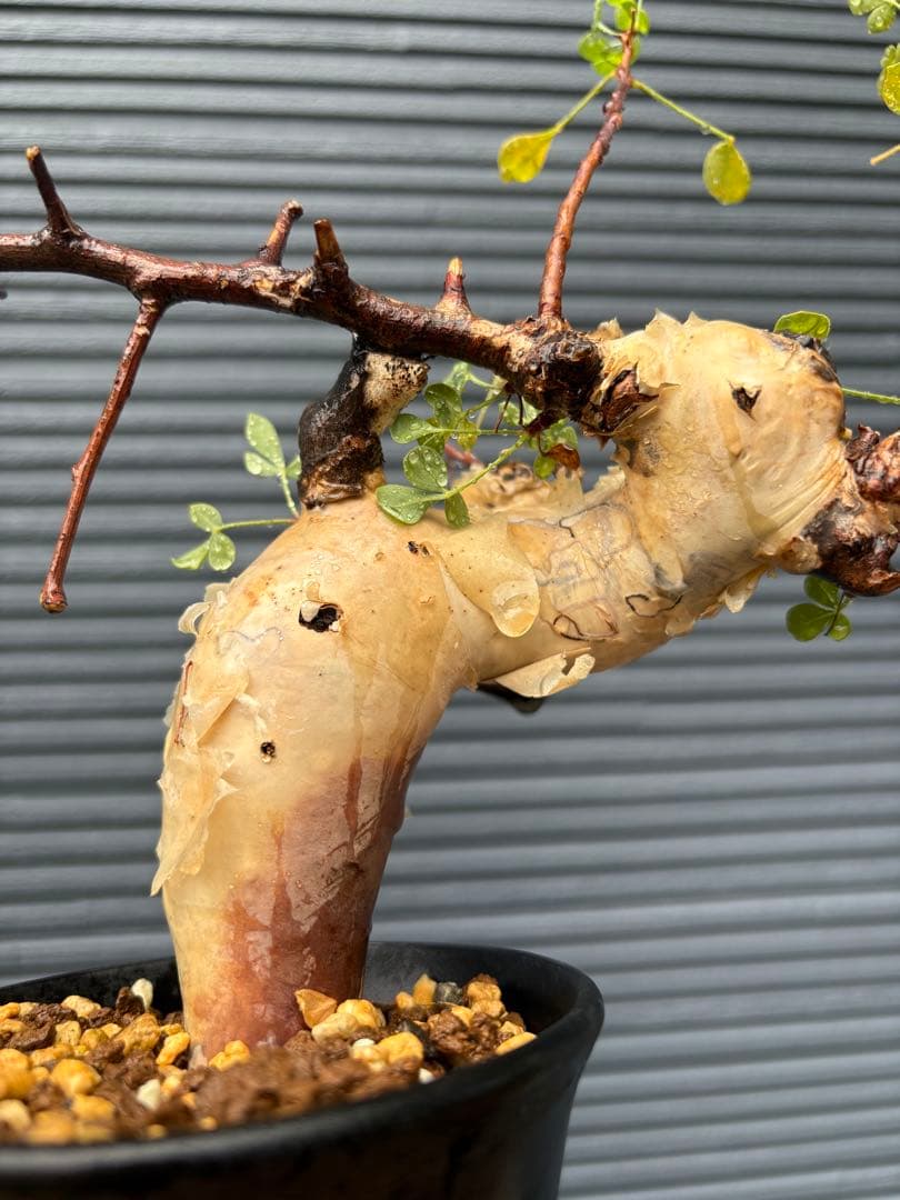 【希少】コミフォラ カタフ ピュア 【ソマリア産】