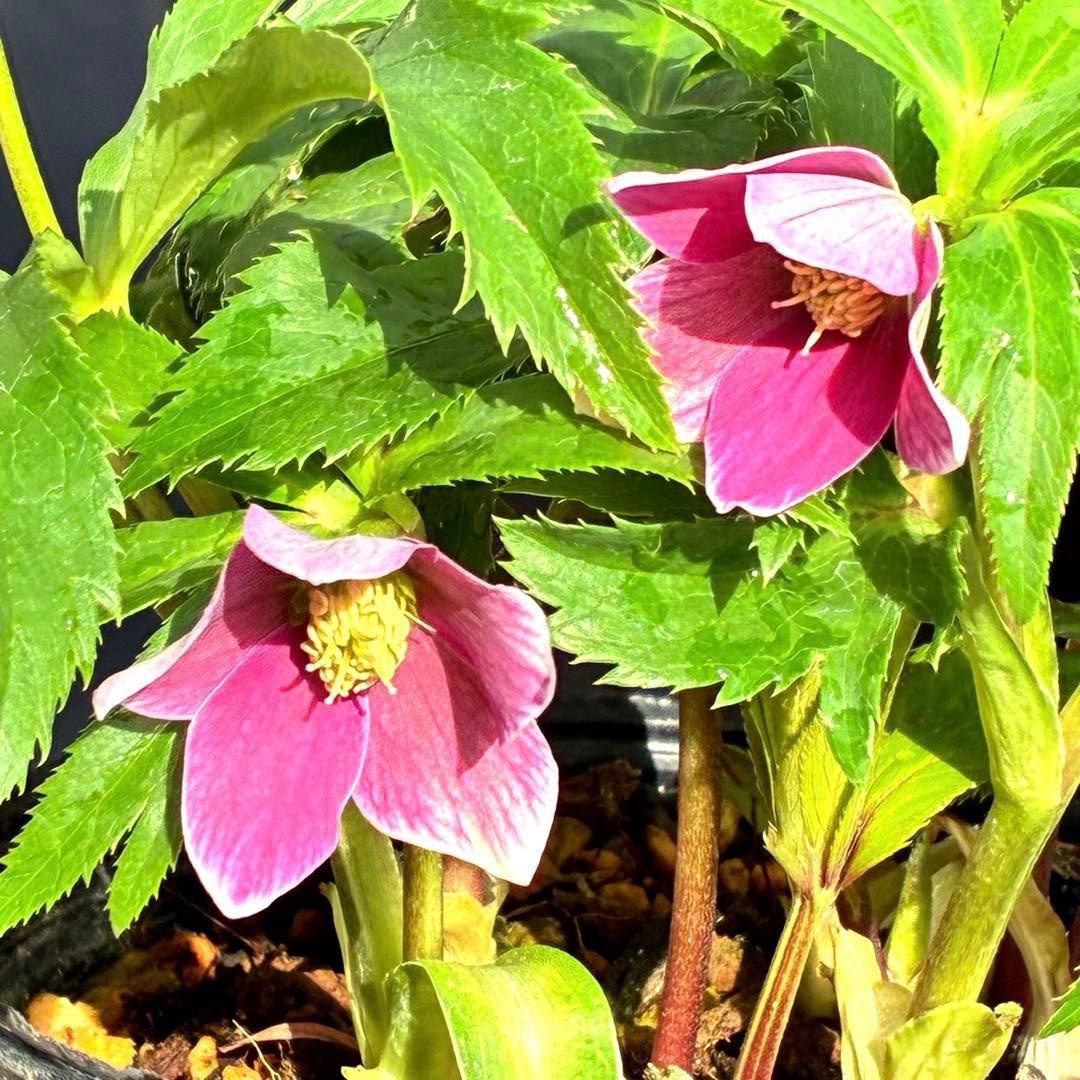 も*子様 3423☘️花、タグ付き☘️⭐️プチドール⭐️超小輪コンパクト⭐️色抜