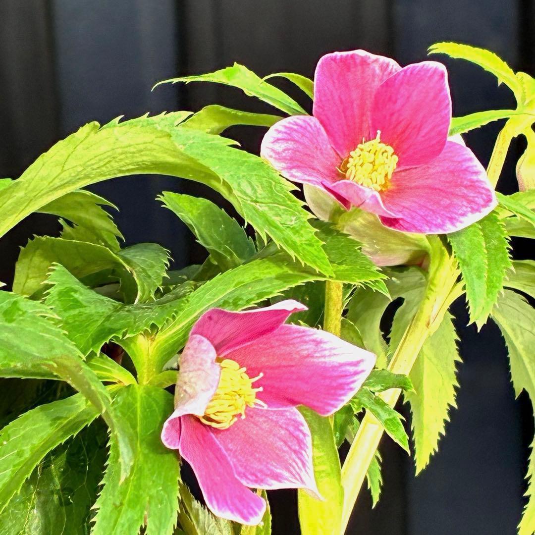 も*子様 3423☘️花、タグ付き☘️⭐️プチドール⭐️超小輪コンパクト⭐️色抜