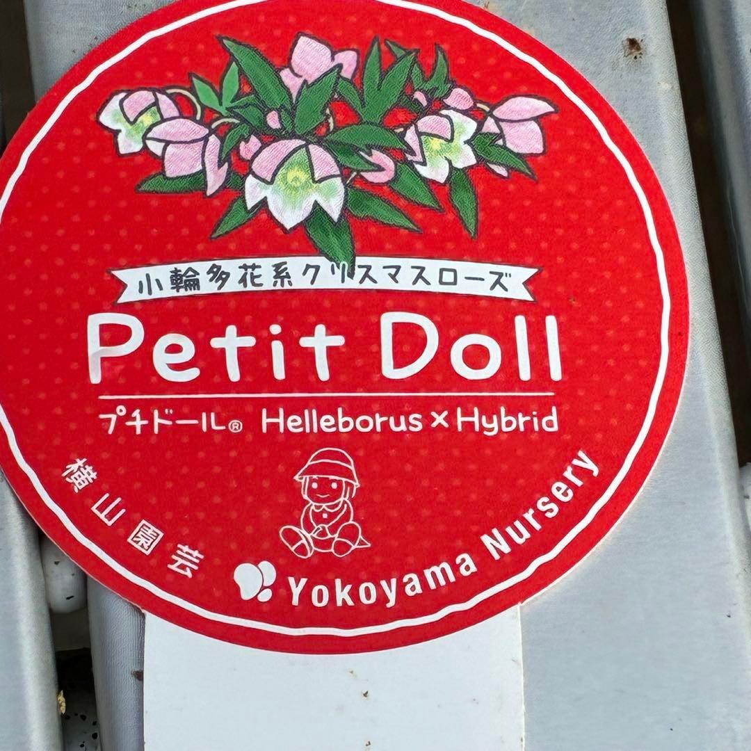 も*子様 3423☘️花、タグ付き☘️⭐️プチドール⭐️超小輪コンパクト⭐️色抜