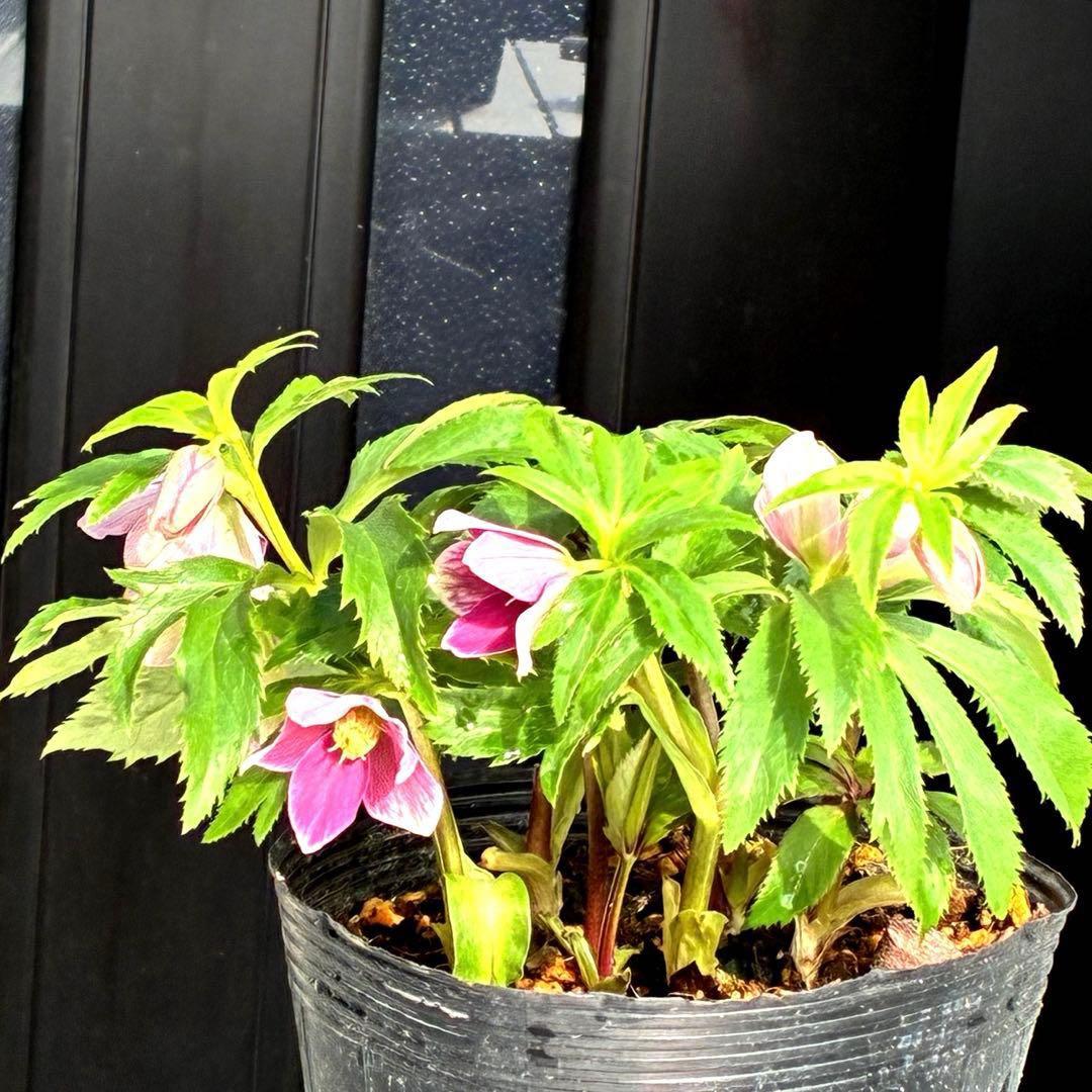 も*子様 3423☘️花、タグ付き☘️⭐️プチドール⭐️超小輪コンパクト⭐️色抜