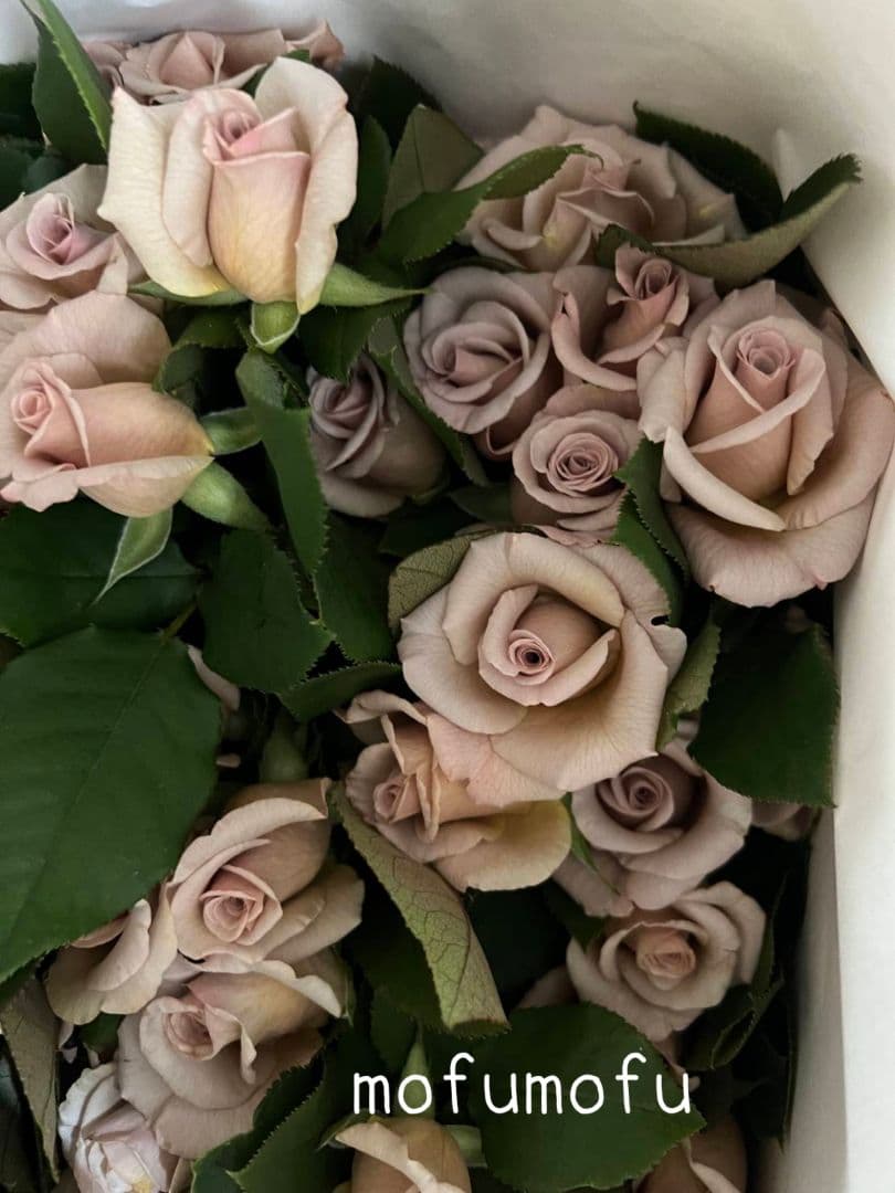 ❀オフェリアさま❀ バラ 苗 切り花品種 クリーミーな色あい 2350