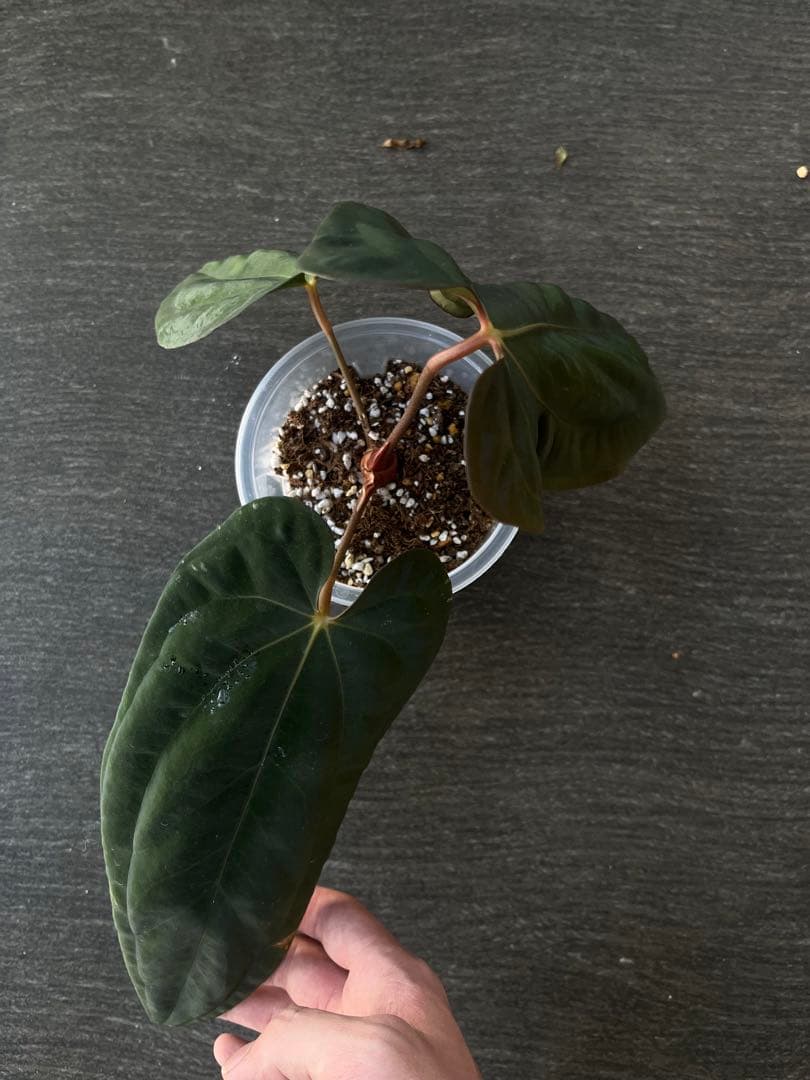 アンスリウム　reegarden papi✖️antolakii「bvep」