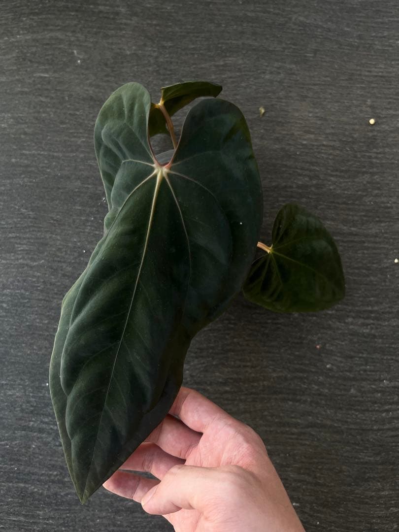 アンスリウム　reegarden papi✖️antolakii「bvep」