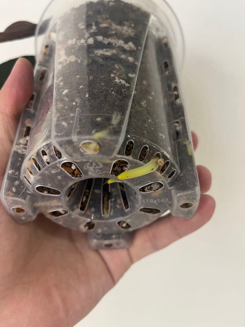 アンスリウム　reegarden papi✖️antolakii「bvep」