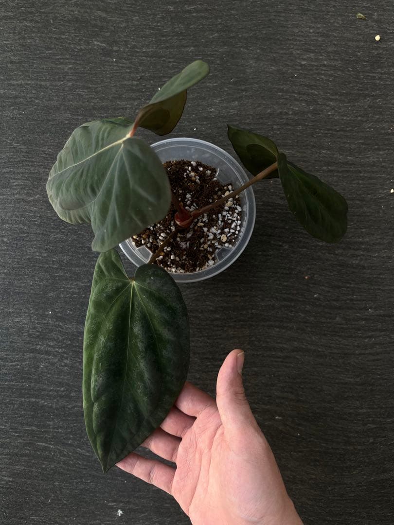 アンスリウム　reegarden papi✖️antolakii「bvep」