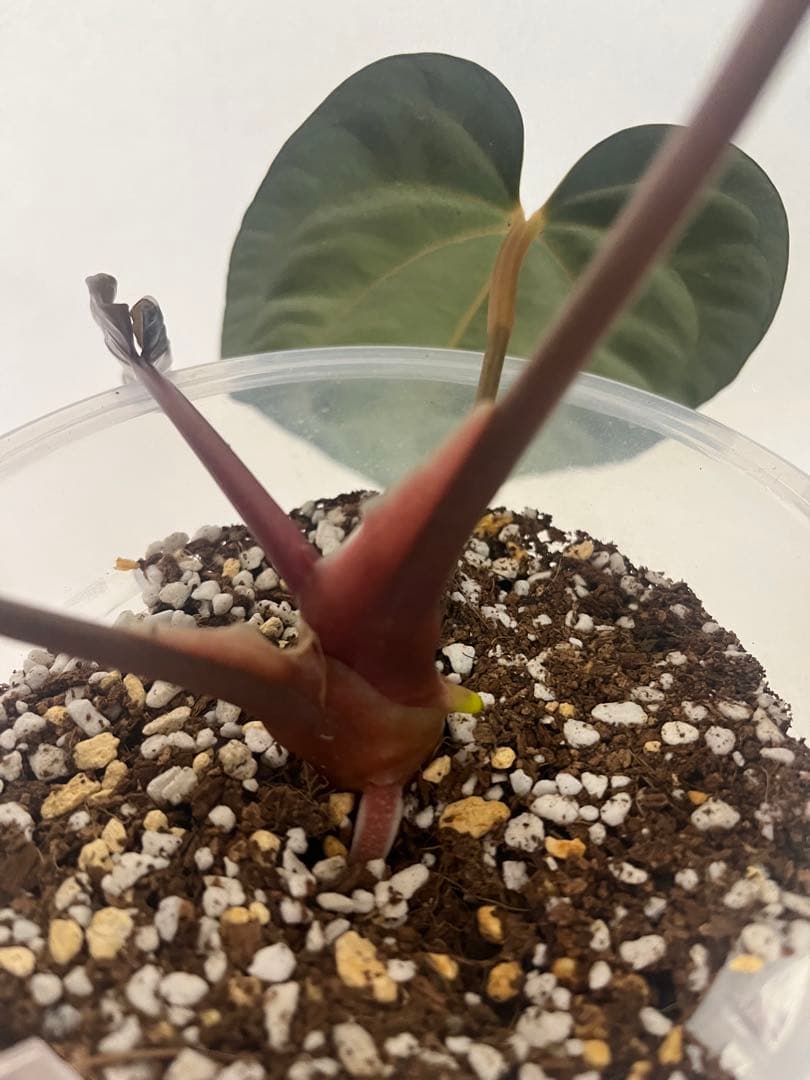 アンスリウム　reegarden papi✖️antolakii「bvep」