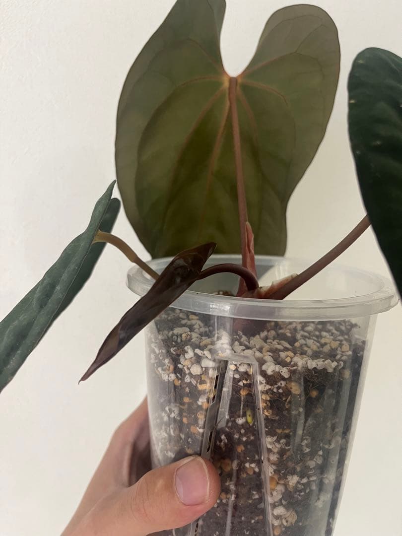 アンスリウム　reegarden papi✖️antolakii「bvep」