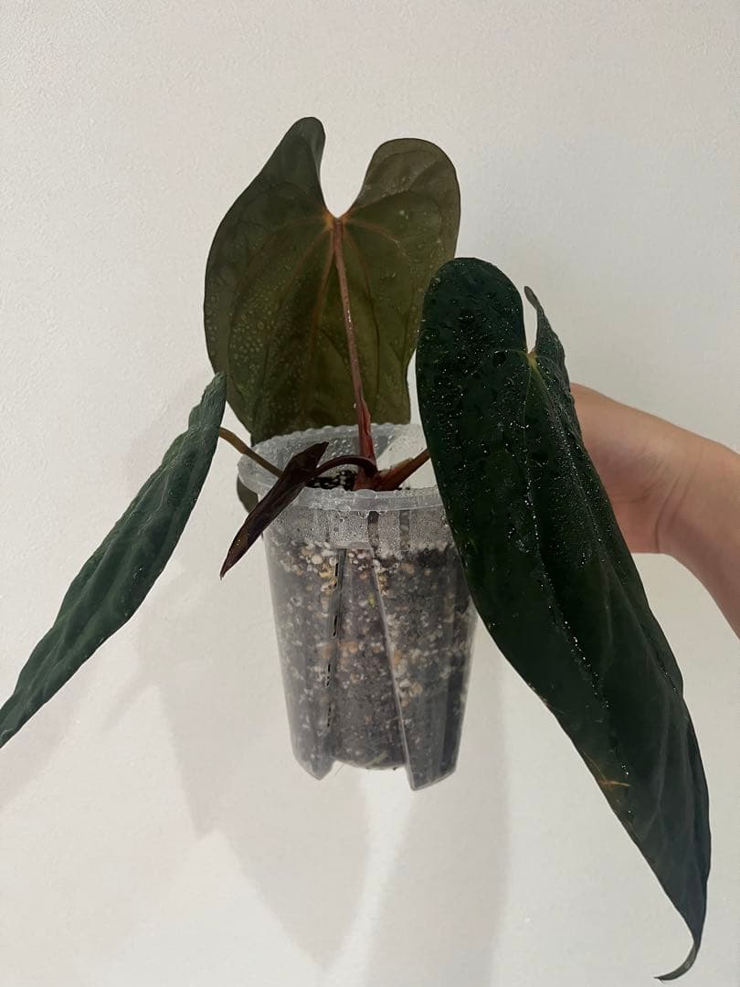 アンスリウム　reegarden papi✖️antolakii「bvep」