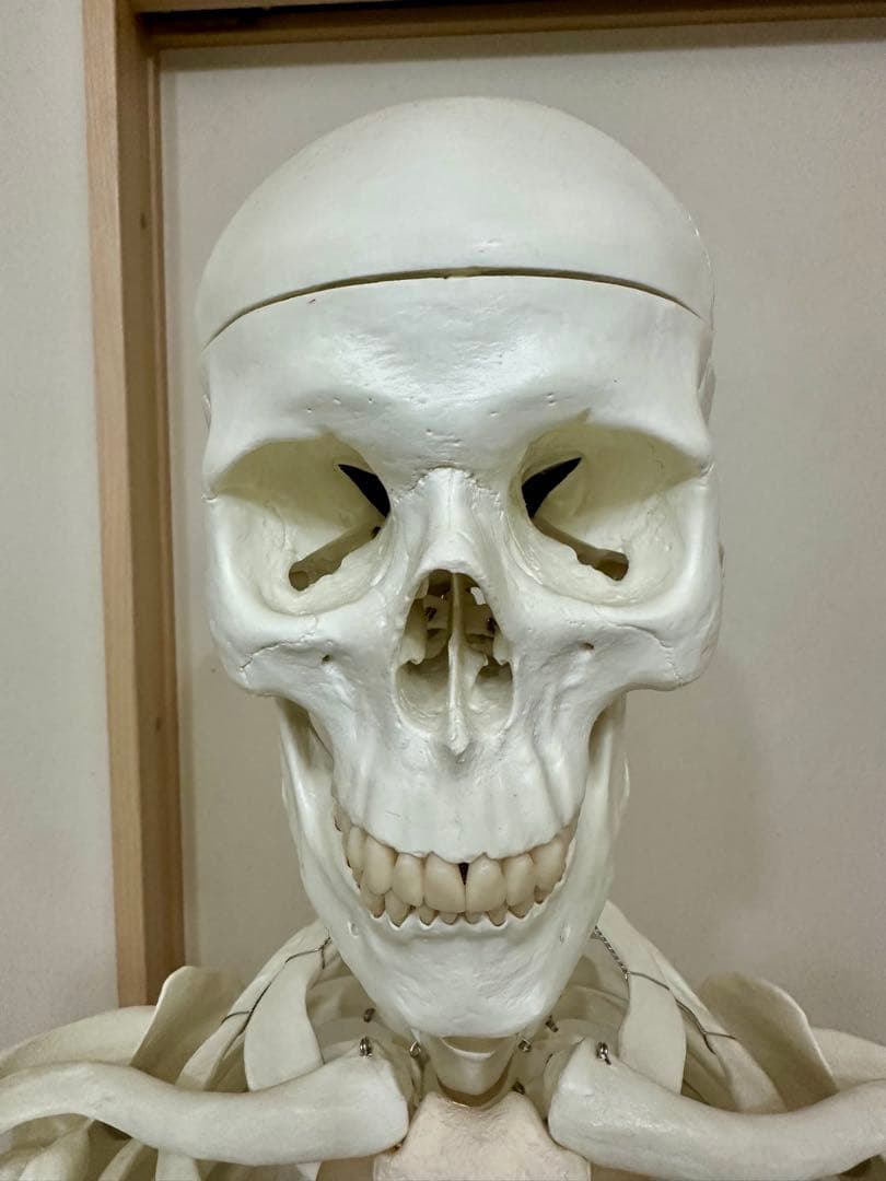 人体模型 約170cm キャスター付き