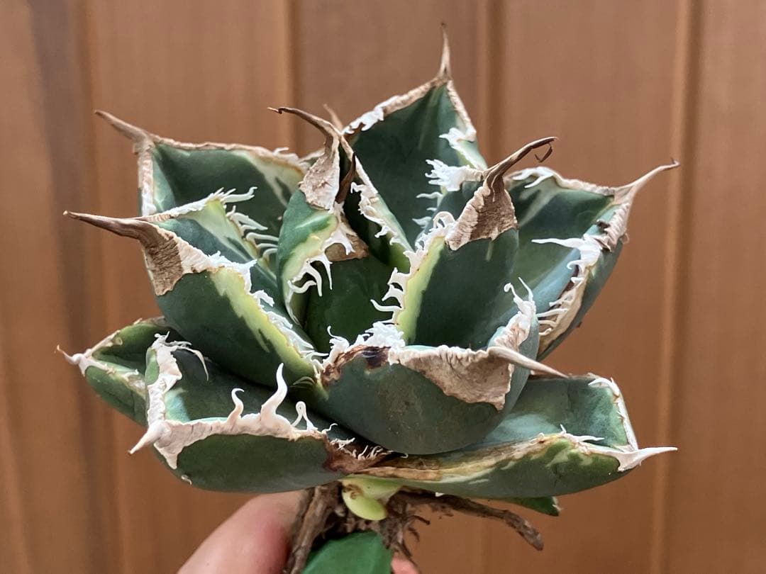 【速達】①群生　特大　特選　太棘　アガべ　SAD錦　覆輪斑　TC【子株3株】