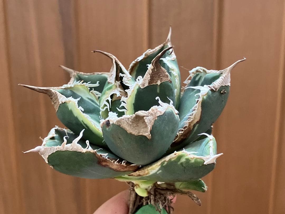 【速達】①群生　特大　特選　太棘　アガべ　SAD錦　覆輪斑　TC【子株3株】