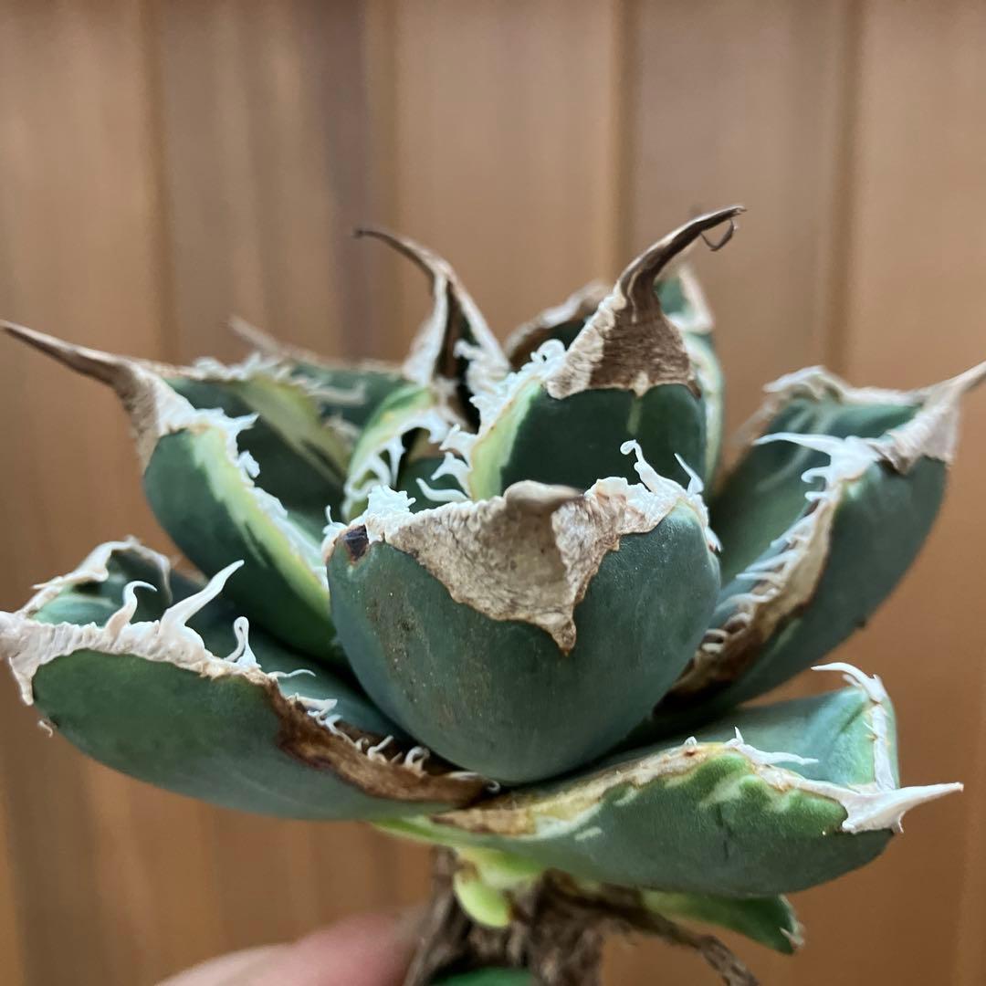 【速達】①群生　特大　特選　太棘　アガべ　SAD錦　覆輪斑　TC【子株3株】