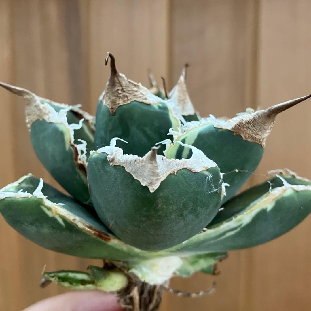 【速達】①群生　特大　特選　太棘　アガべ　SAD錦　覆輪斑　TC【子株3株】