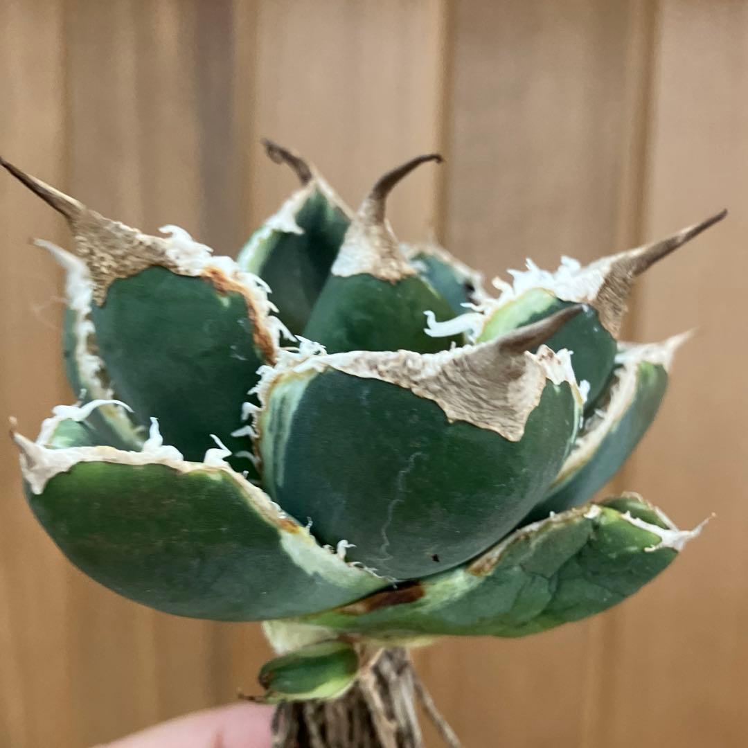 【速達】①群生　特大　特選　太棘　アガべ　SAD錦　覆輪斑　TC【子株3株】