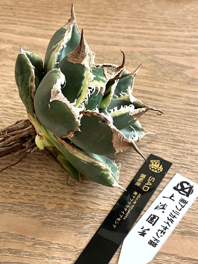 【速達】①群生　特大　特選　太棘　アガべ　SAD錦　覆輪斑　TC【子株3株】