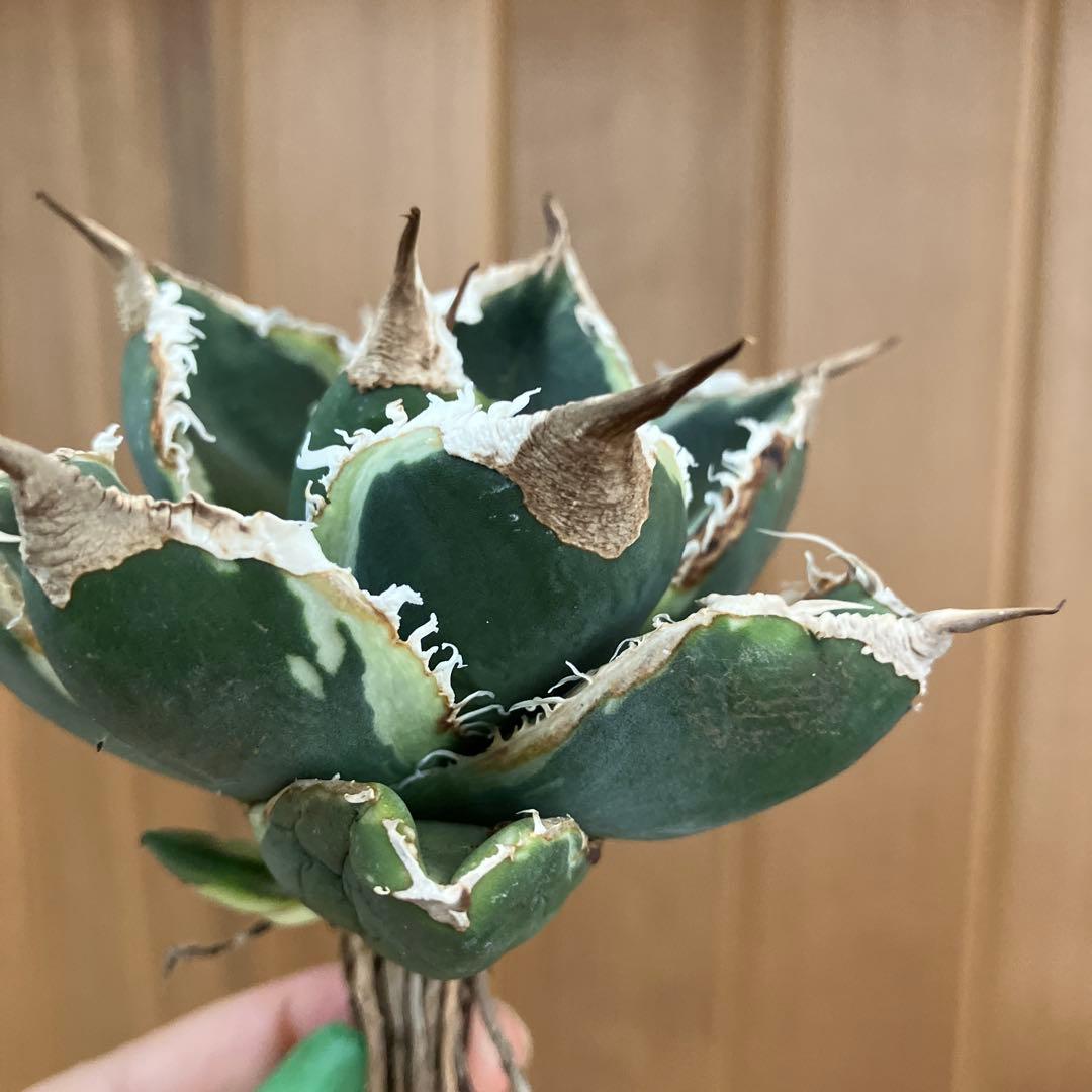 【速達】①群生　特大　特選　太棘　アガべ　SAD錦　覆輪斑　TC【子株3株】