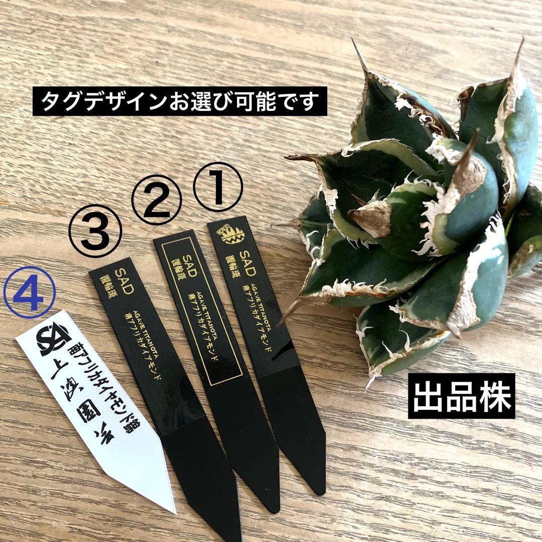 【速達】①群生　特大　特選　太棘　アガべ　SAD錦　覆輪斑　TC【子株3株】