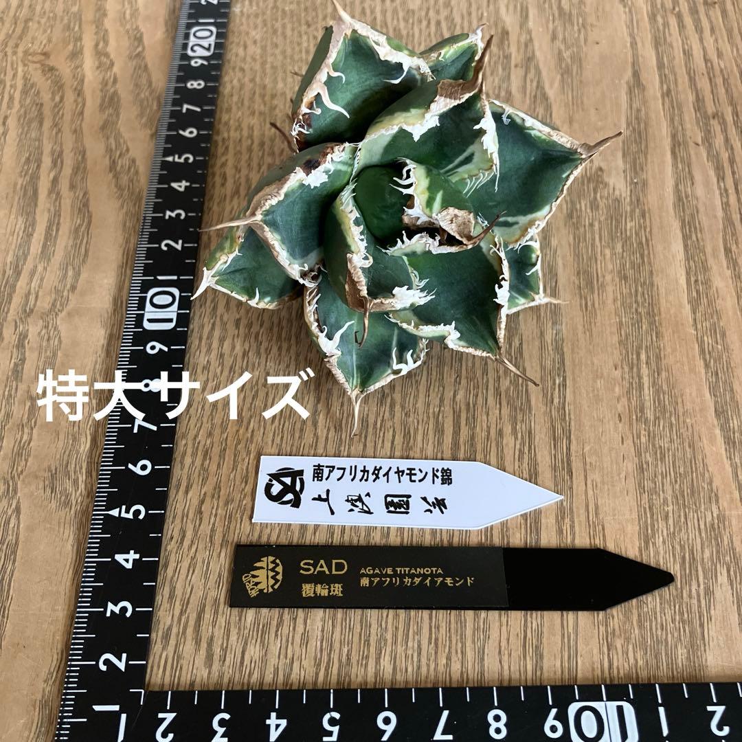 【速達】①群生　特大　特選　太棘　アガべ　SAD錦　覆輪斑　TC【子株3株】