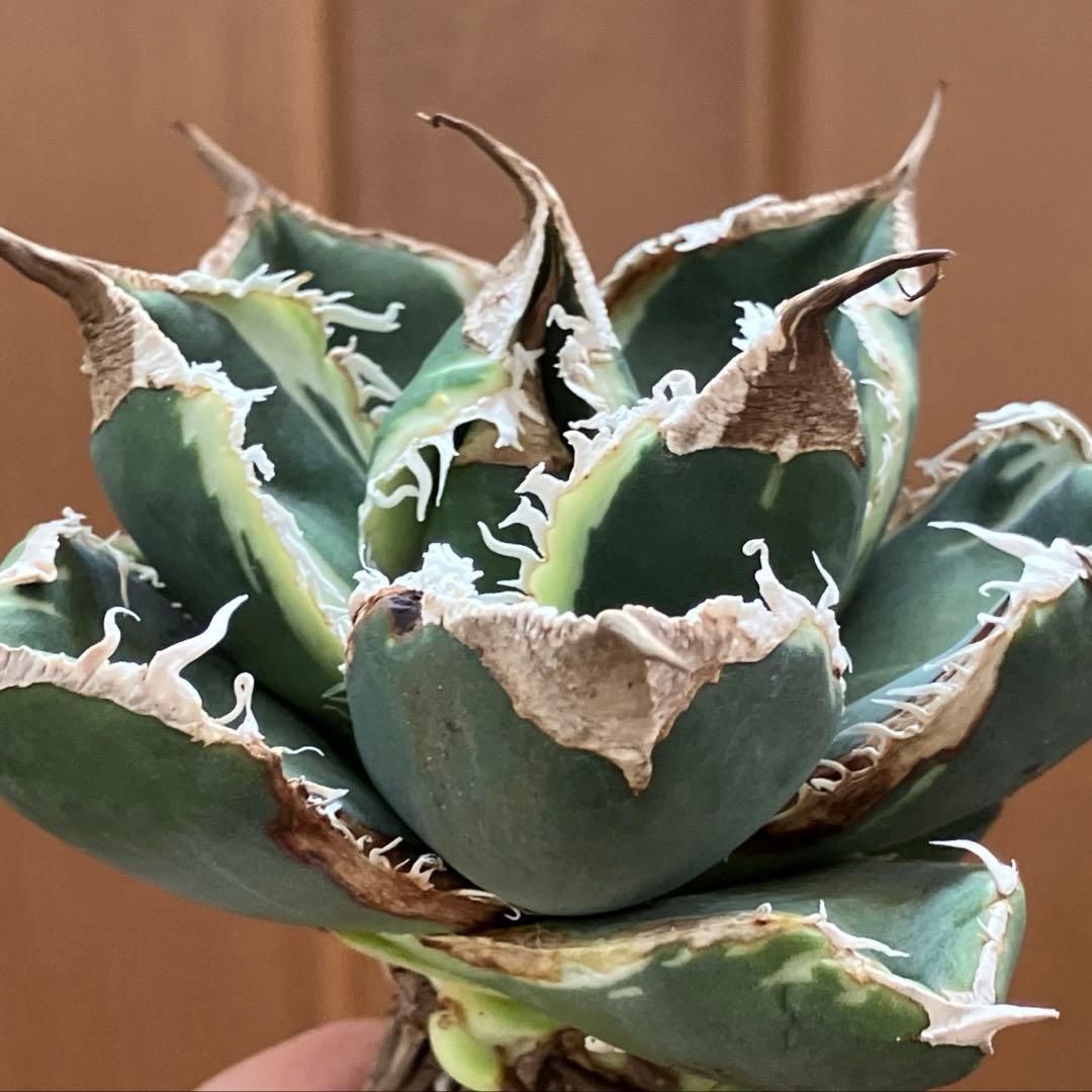 【速達】①群生　特大　特選　太棘　アガべ　SAD錦　覆輪斑　TC【子株3株】