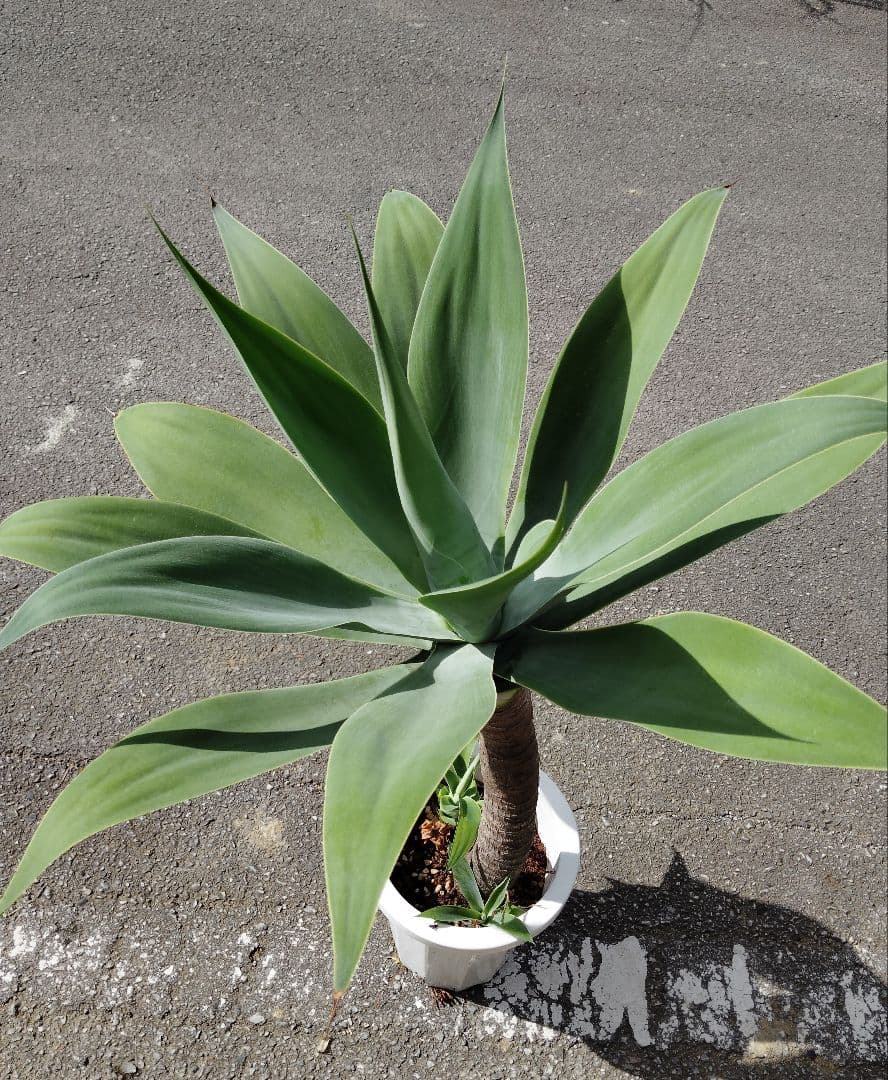 アガベ・アテナータ