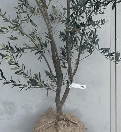 《現品》オリーブの木　シプレシーノ 樹高1.9ｍ（根鉢含まず）196【苗木/庭木